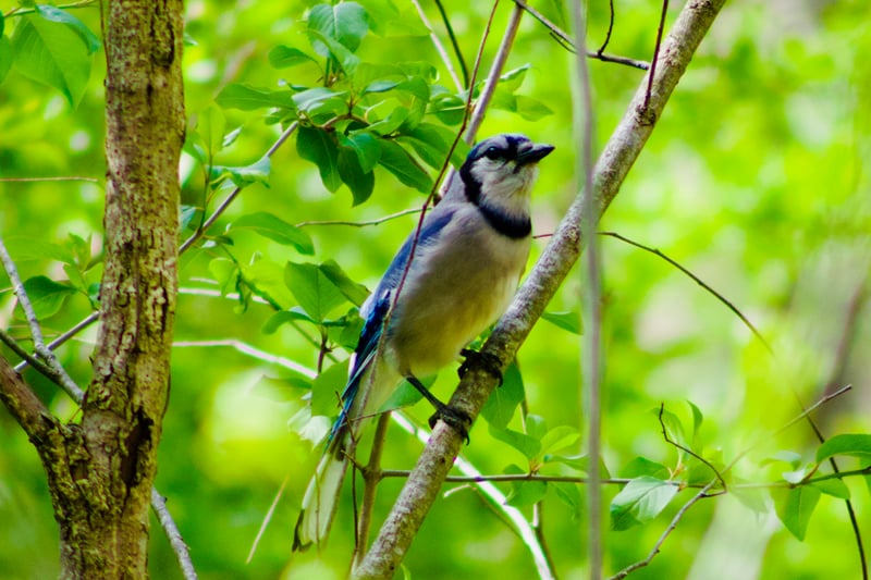 Firestone Metro Park