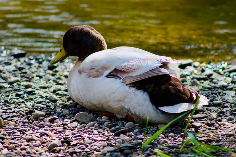Firestone Metro Park