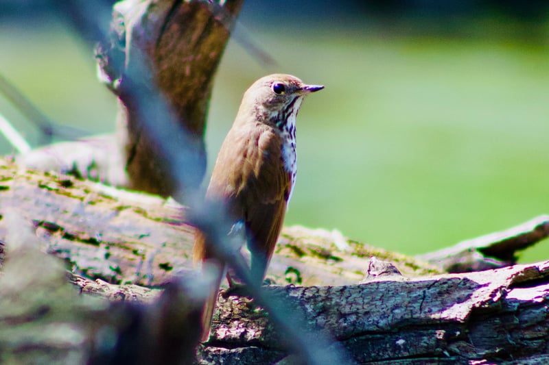Firestone Metro Park