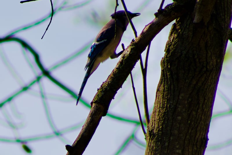Firestone Metro Park Woodlands