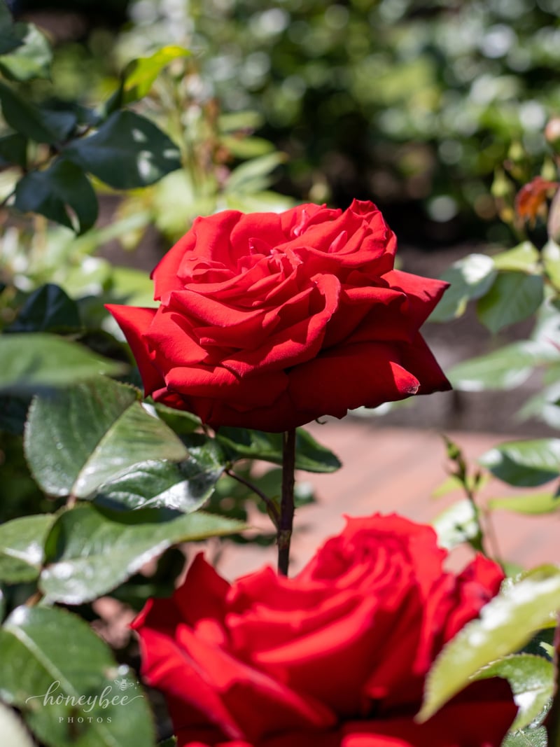 International Rose Test Garden