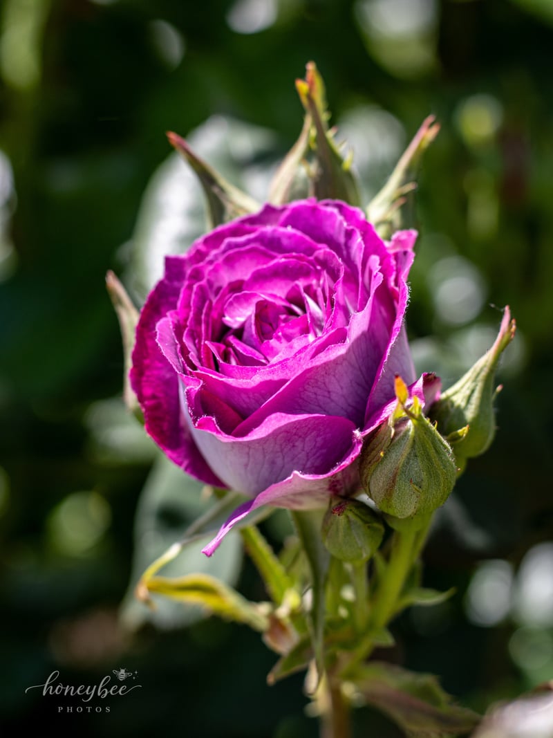 International Rose Test Garden