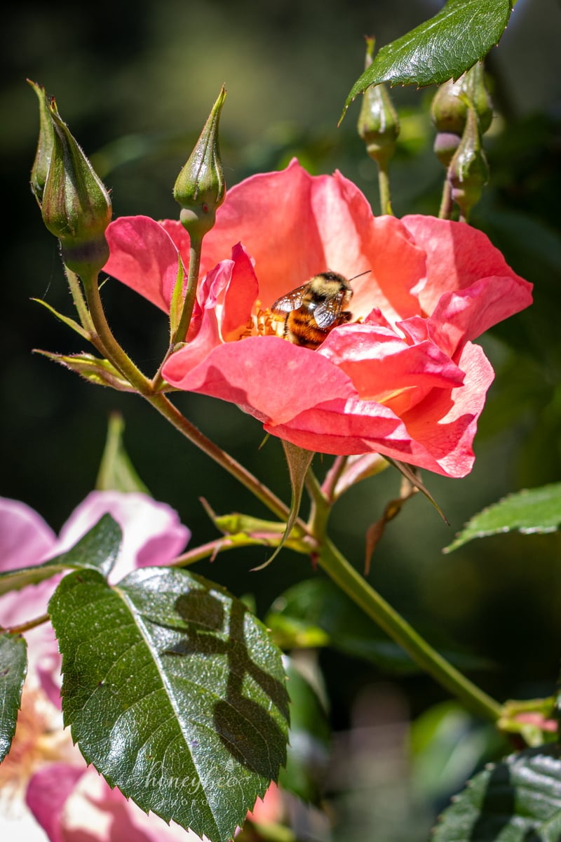 International Rose Test Garden