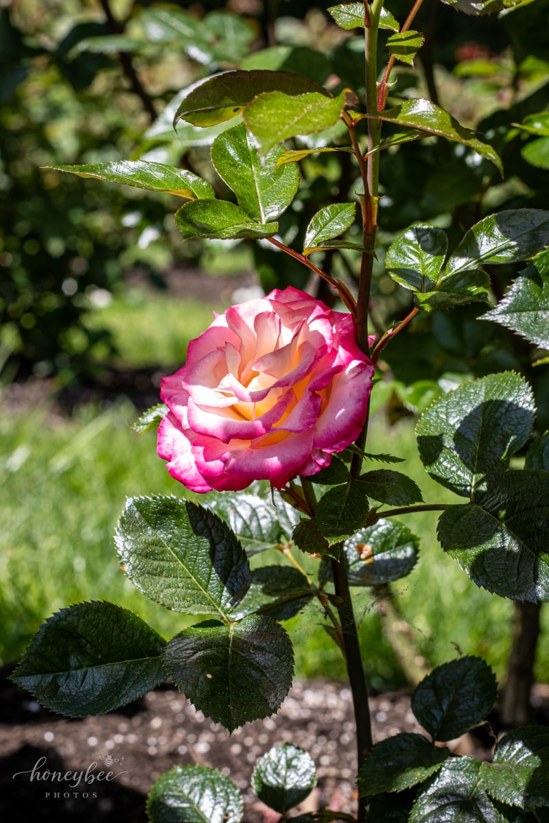 International Rose Test Garden
