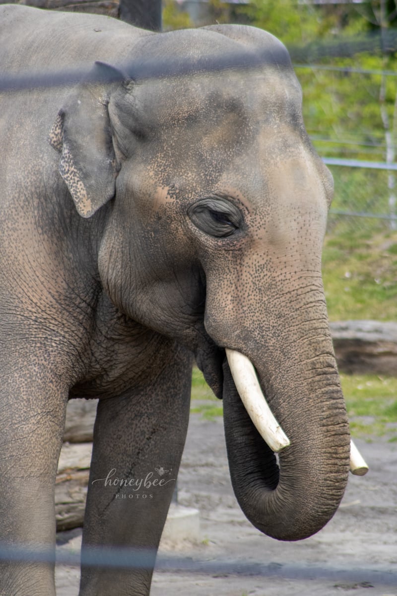Oregon Zoo
