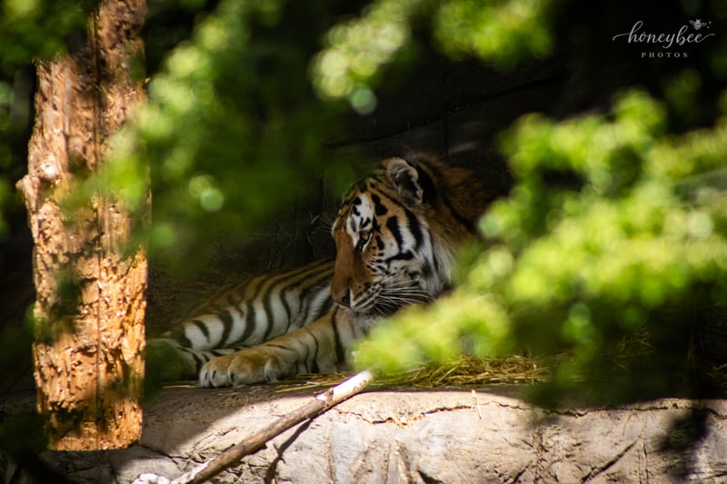 Oregon Zoo