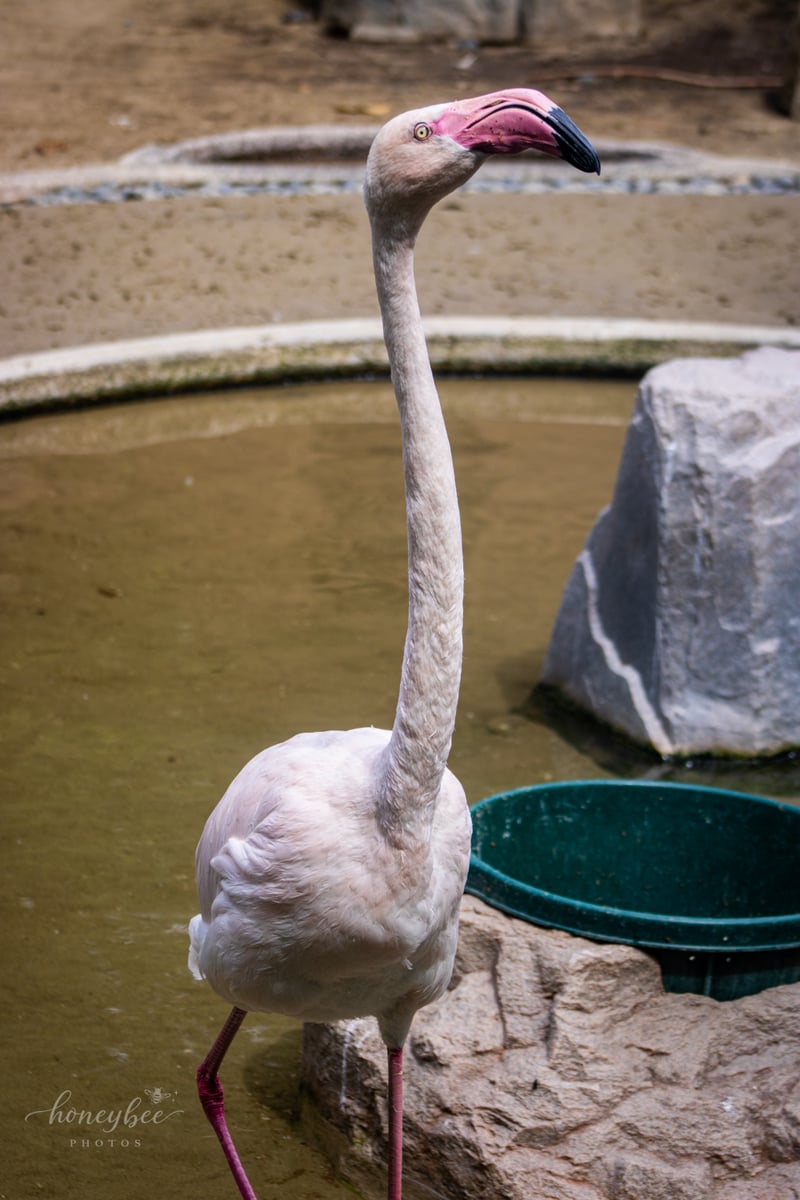 Oregon Zoo