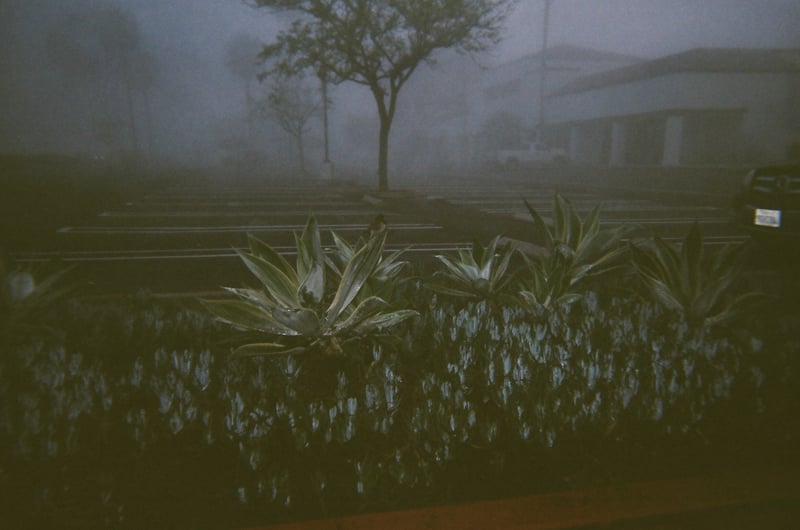 Foggy Beach Boulevard Garden