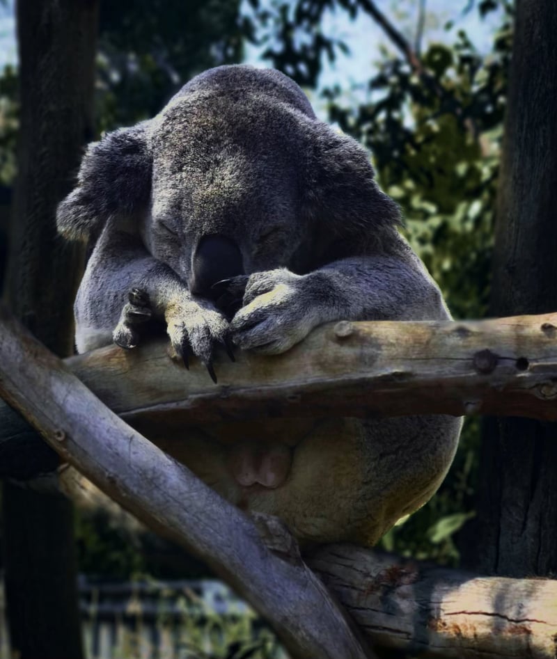 San Diego Zoo
