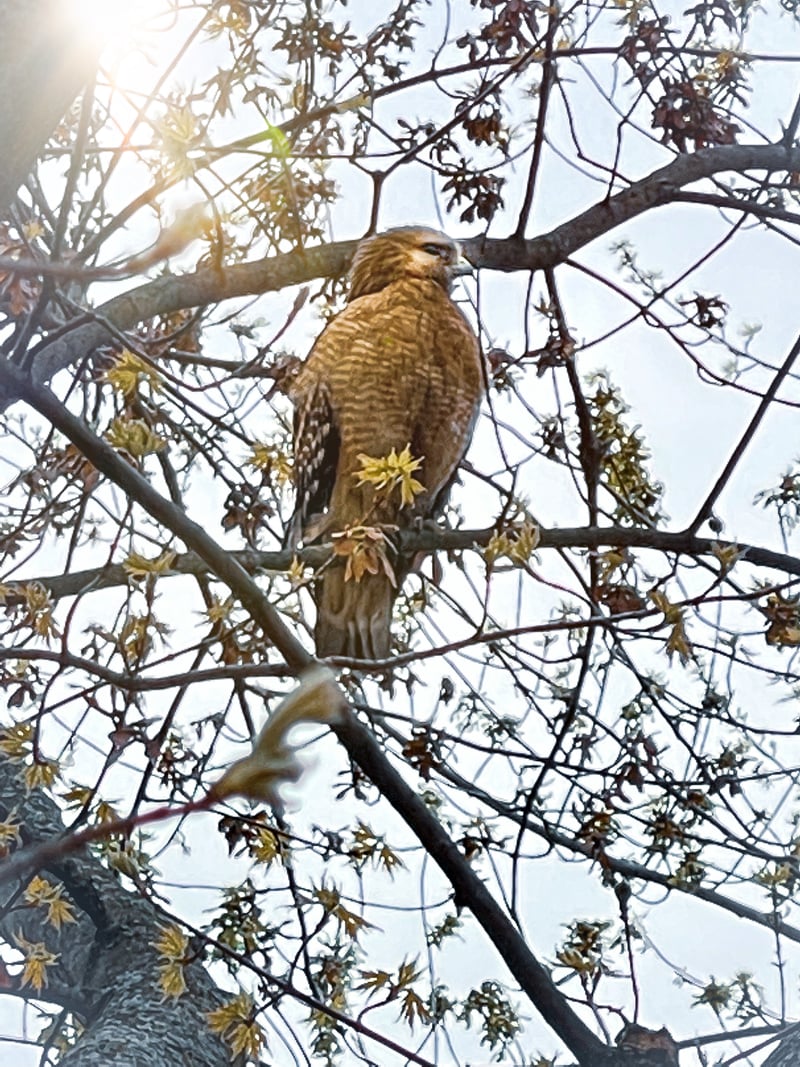 Beverly Neighborhood Birding
