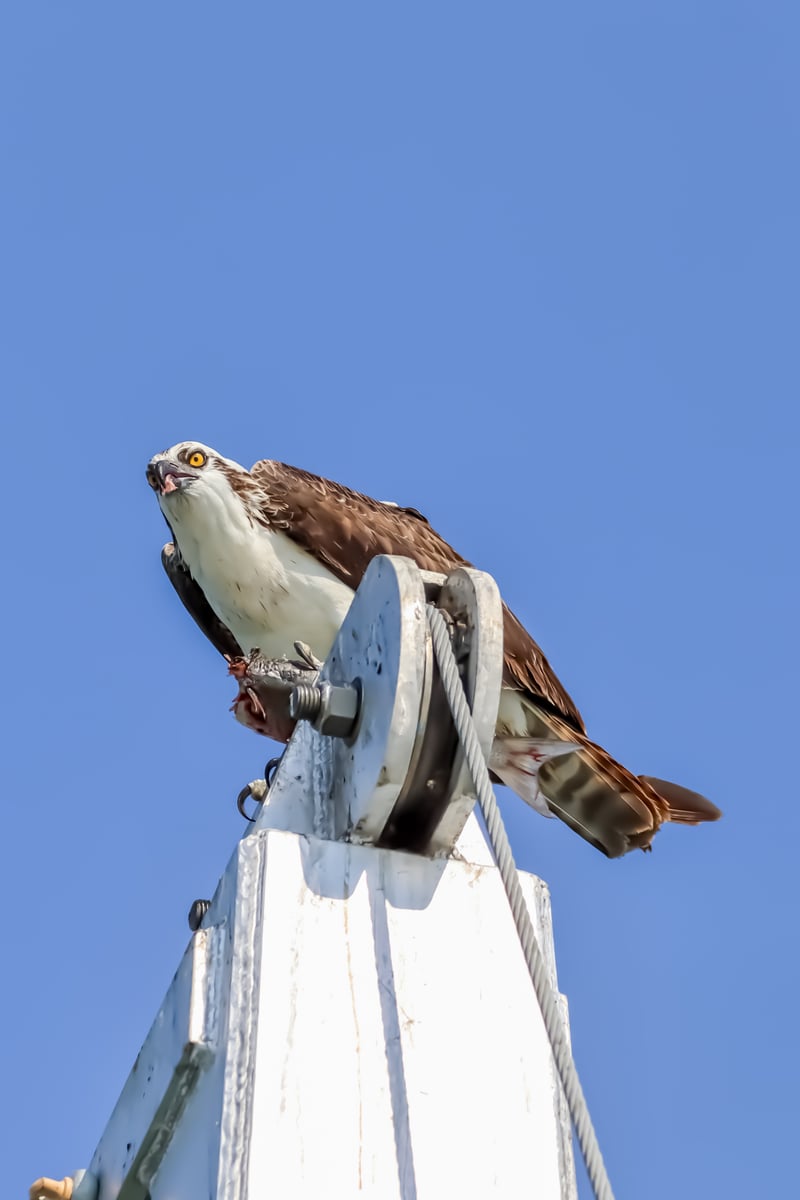 Clearwater Harbor Marina