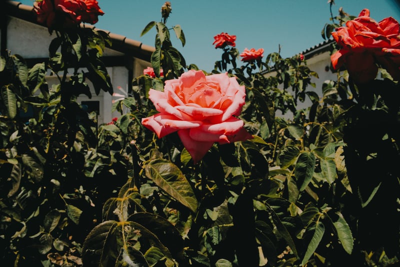 Silver Lakes Garden Blooms