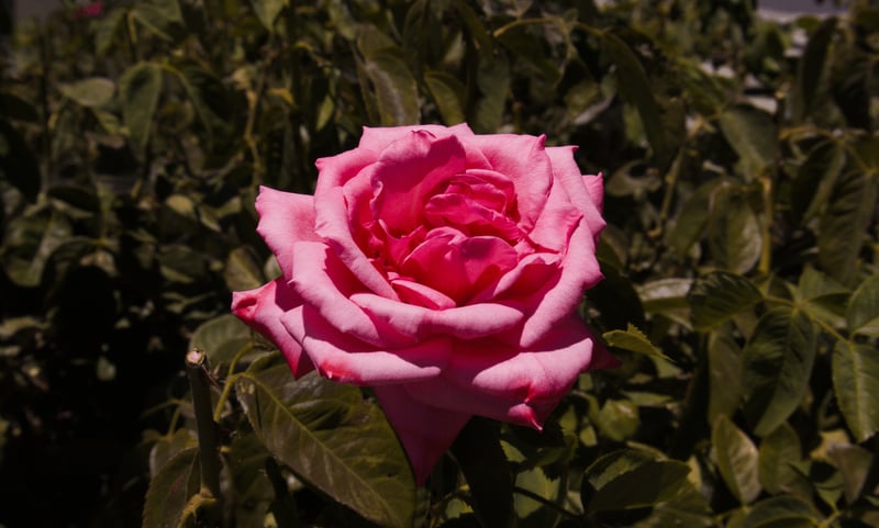 Rivers Edge Rose Garden