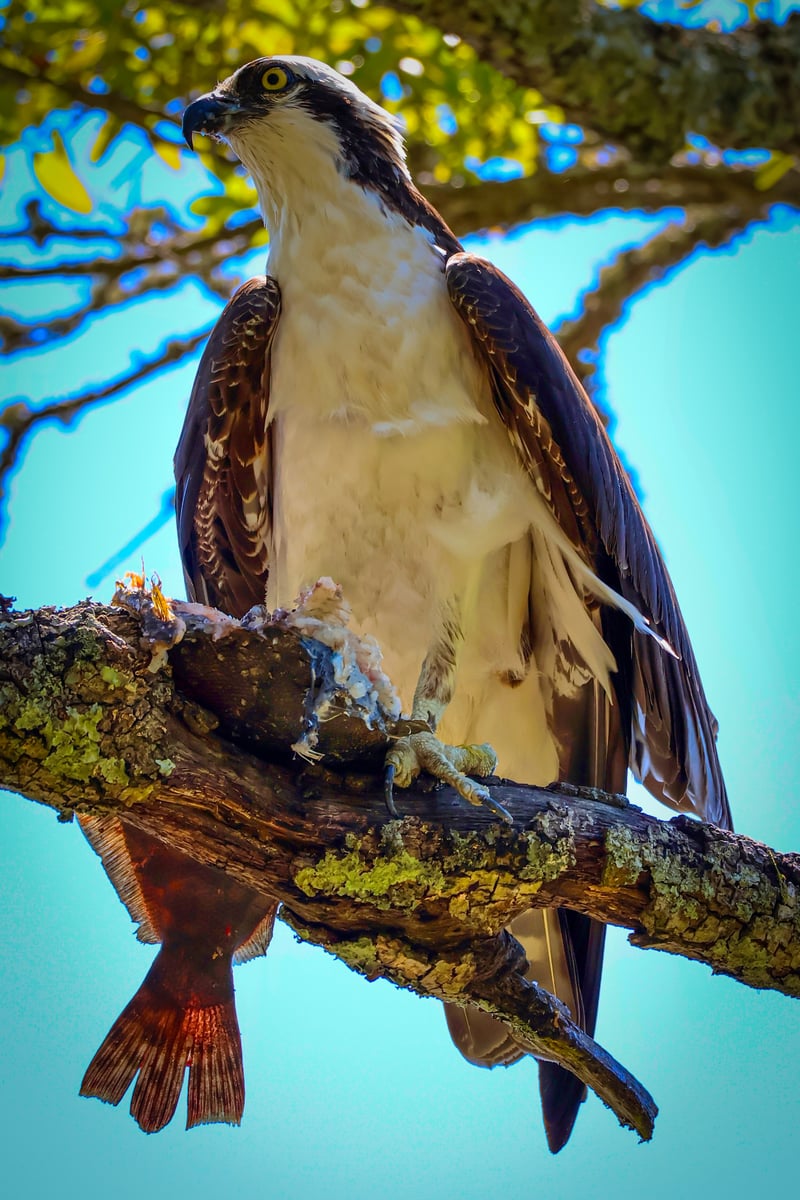 Masonboro Sound Wildlife Overlook