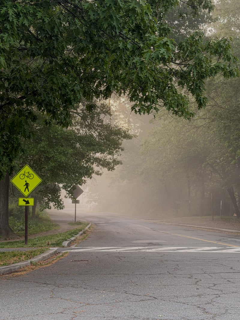 Foggy Woodland Road, Alexandria