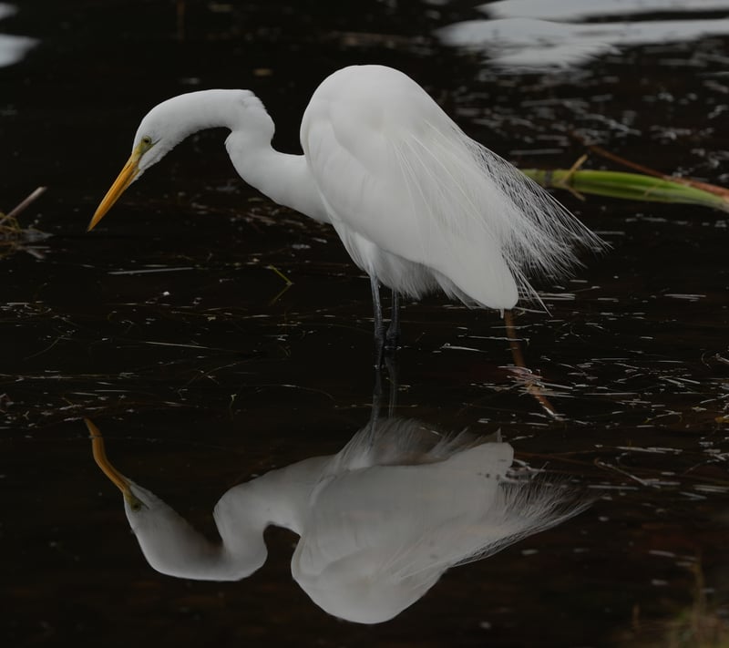 Santee Lakes Recreation Preserve