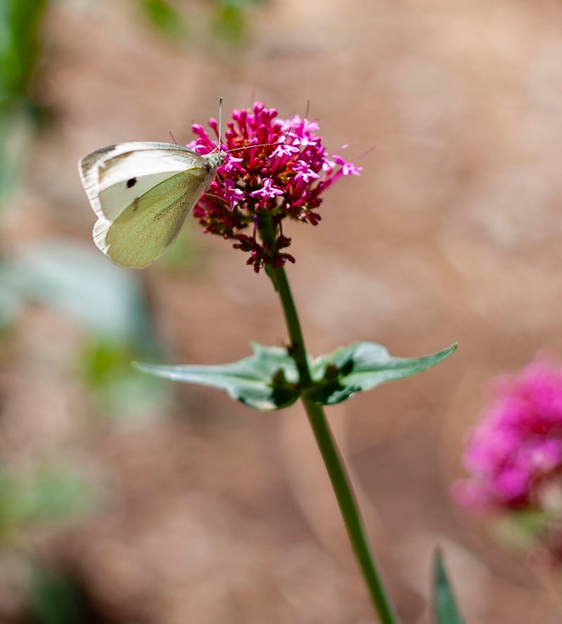 UNM Campus Gardens