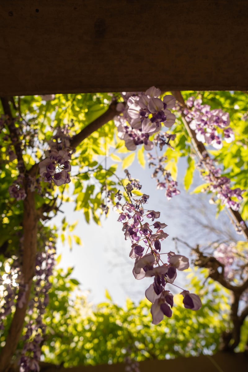 Wisteria Pergola Garden