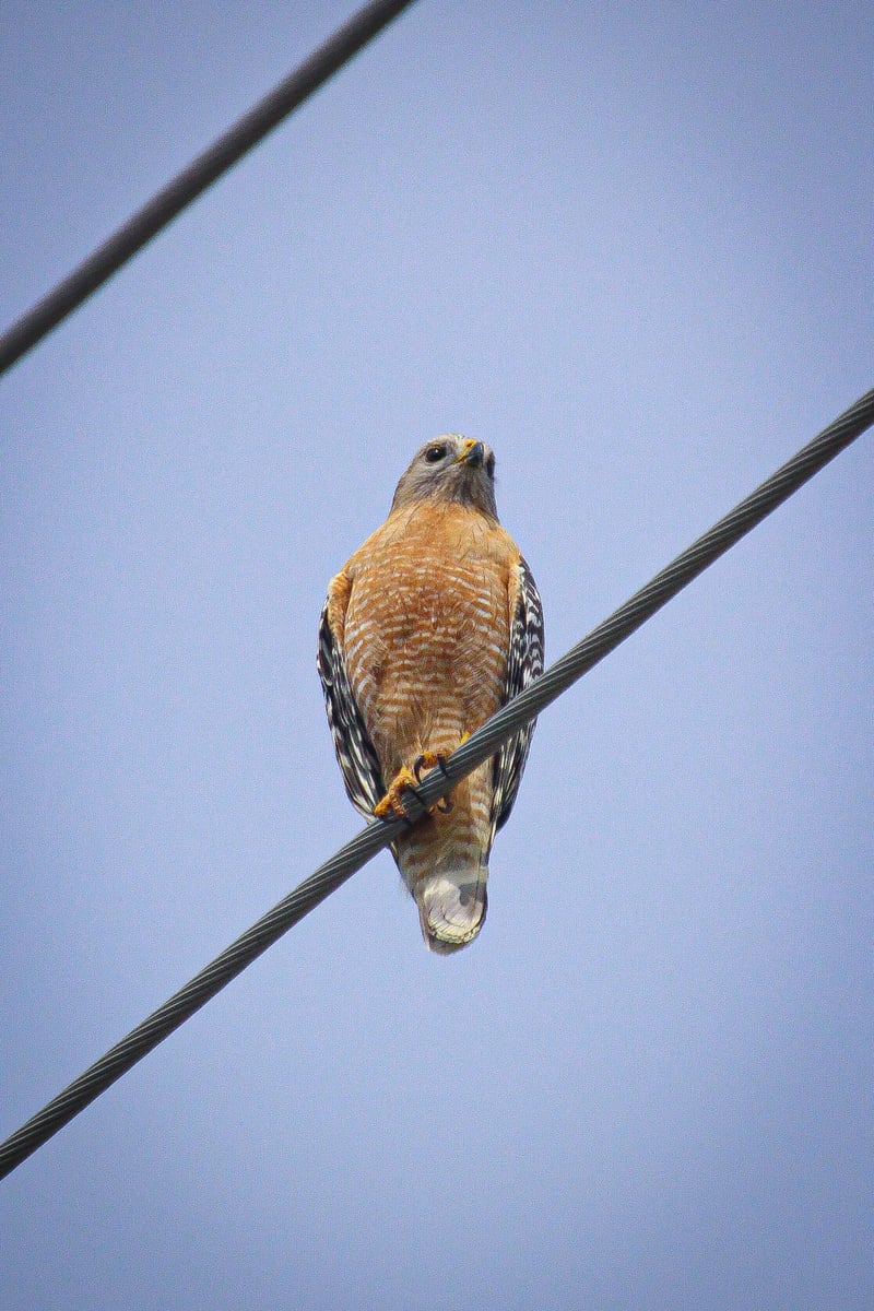 Novato Suburban Raptor Watch