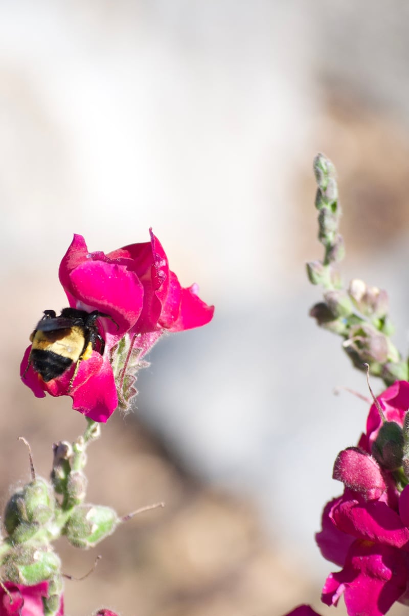 ABQ BioPark Botanic Garden