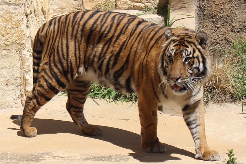 San Antonio Zoo