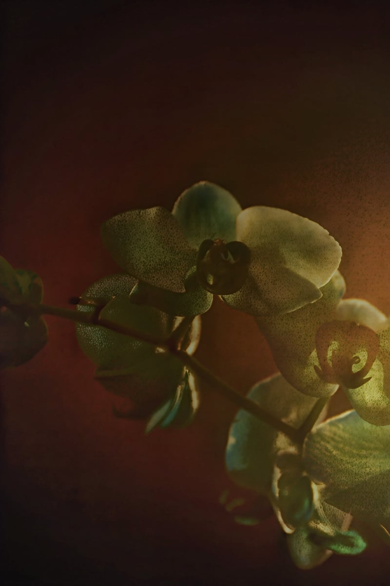 San Antonio Floral Macro Spot