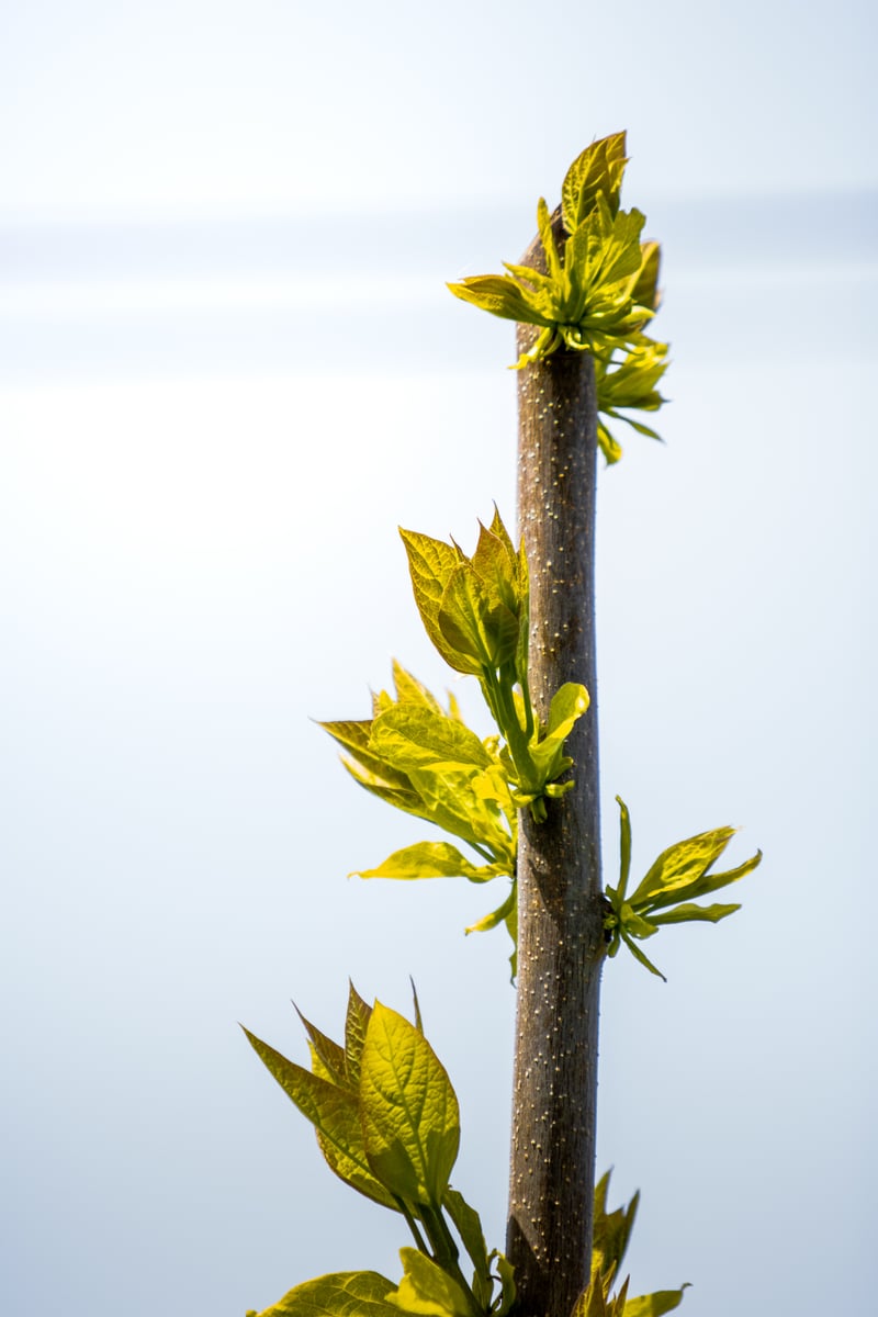 Yakima Valley Spring Buds