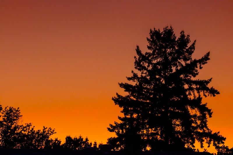 Franklin Park Sunset Silhouette