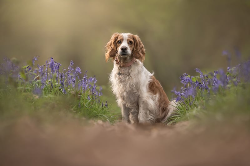 Wyre Forest Bluebells