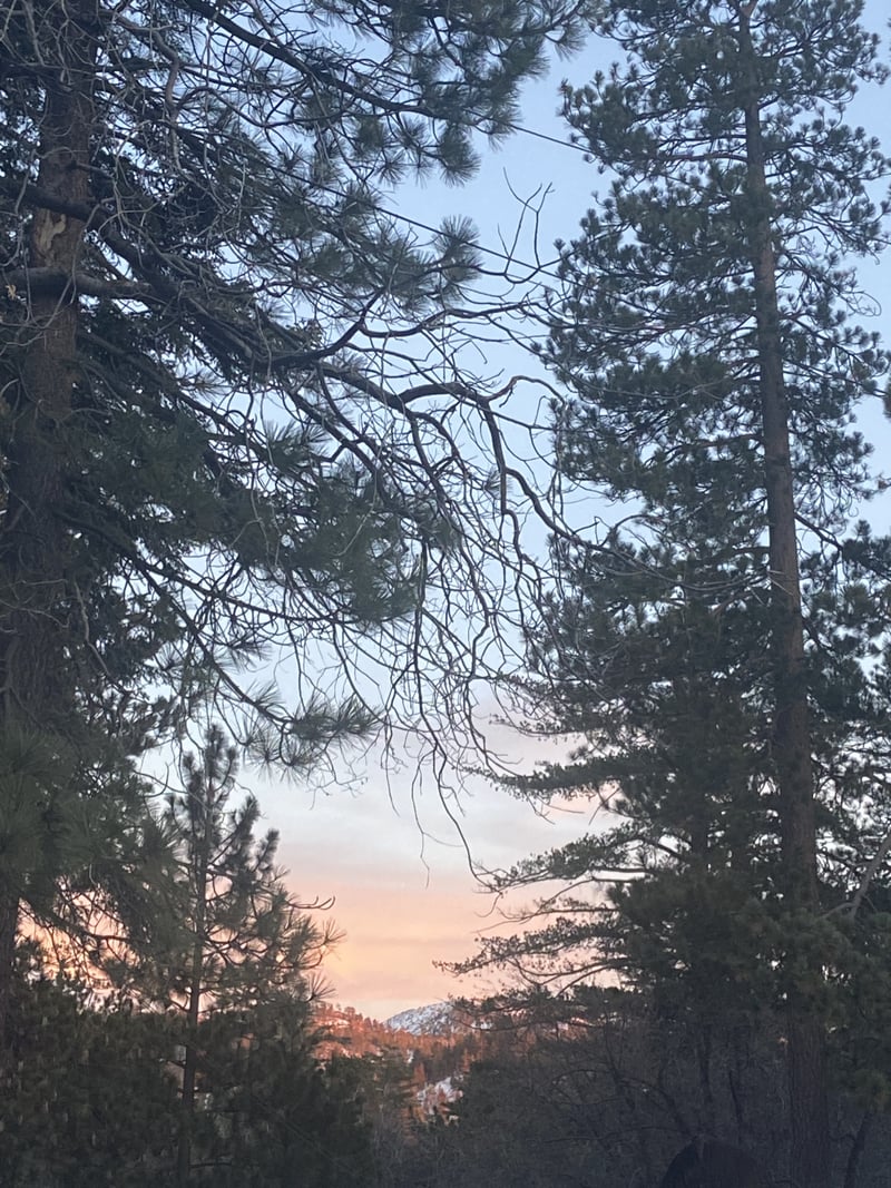 Camp Cedar Crest Forest View