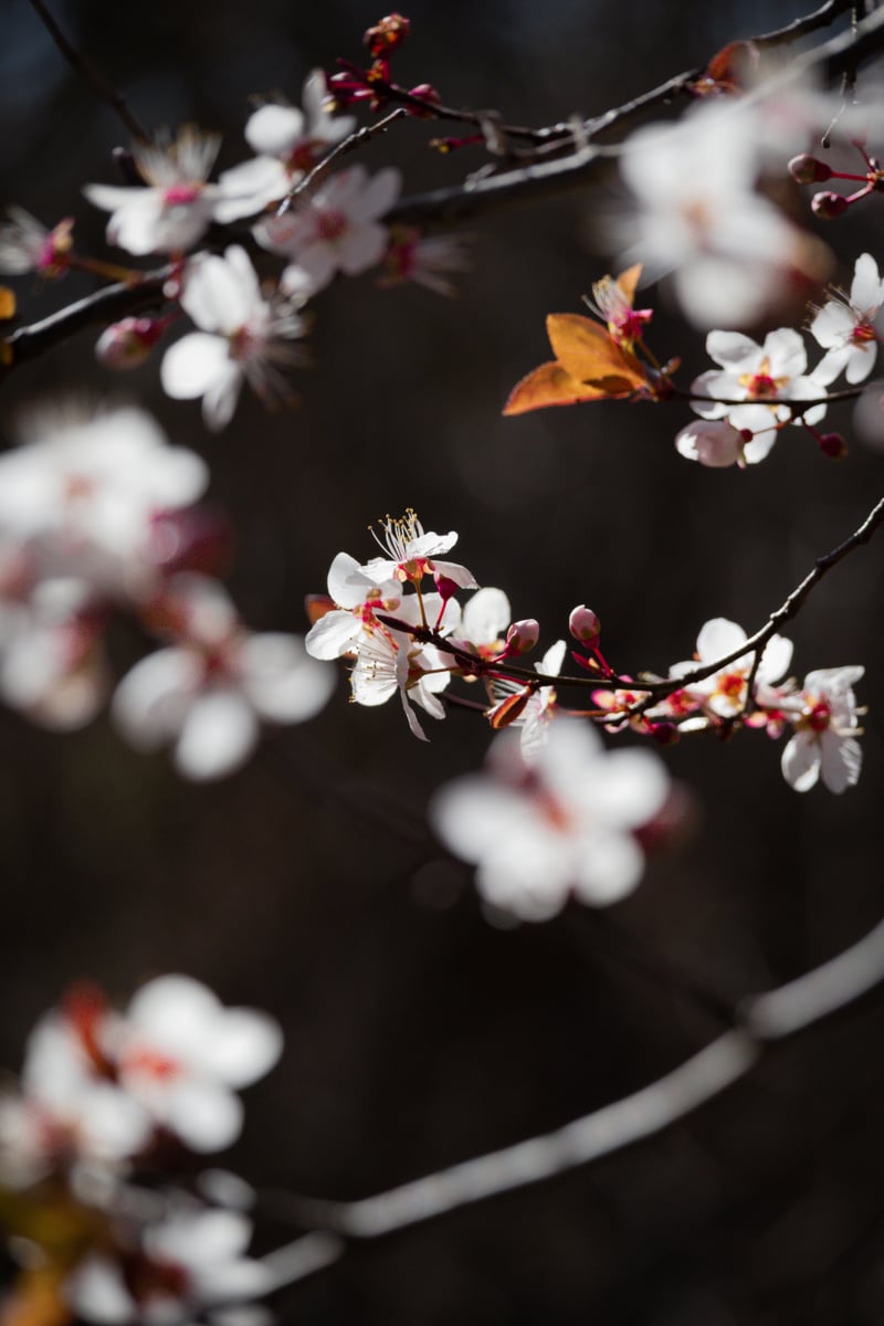 Yucaipa Foothills Blossom Grove