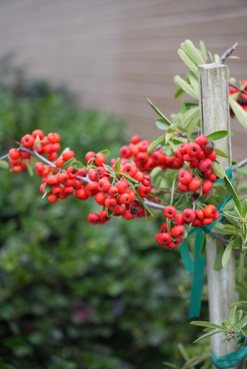 Anaheim Garden Flora