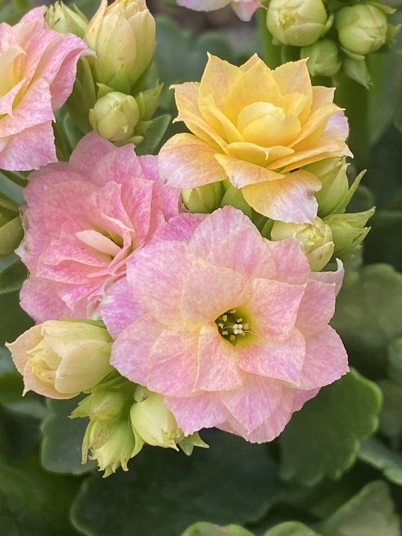 Cherry Avenue Nursery