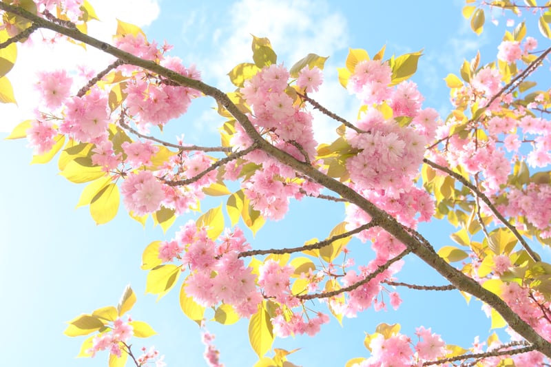 Cathays Park Cherry Blossoms