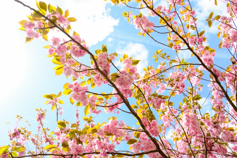 Cathays Park Cherry Blossoms