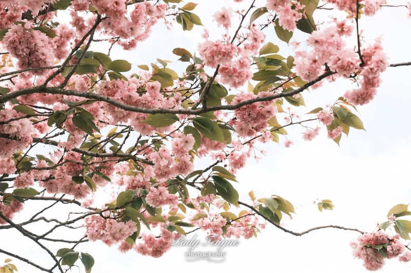 Cathays Park Cherry Blossoms