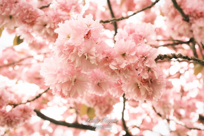 Cathays Park Cherry Blossoms