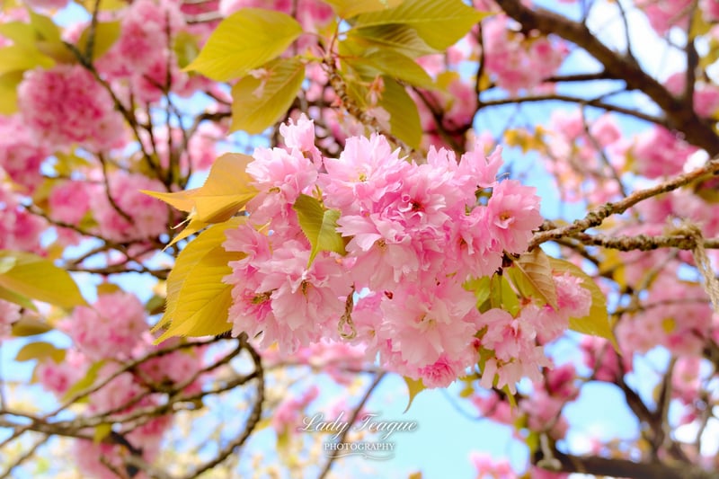 Alexandra Gardens Cherry Blossoms