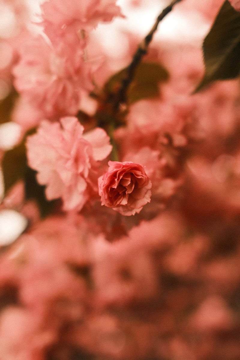 West Market Street Spring Blooms