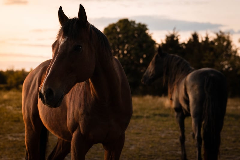 Berea Horse Farm
