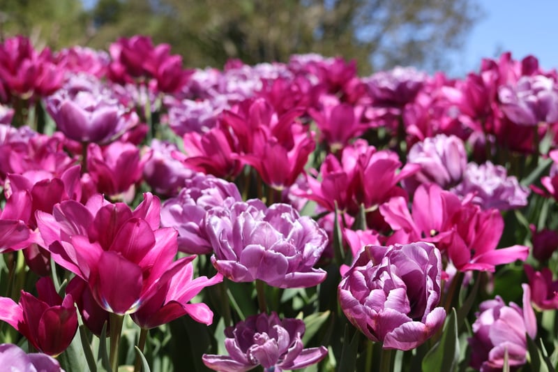 Longwood Gardens