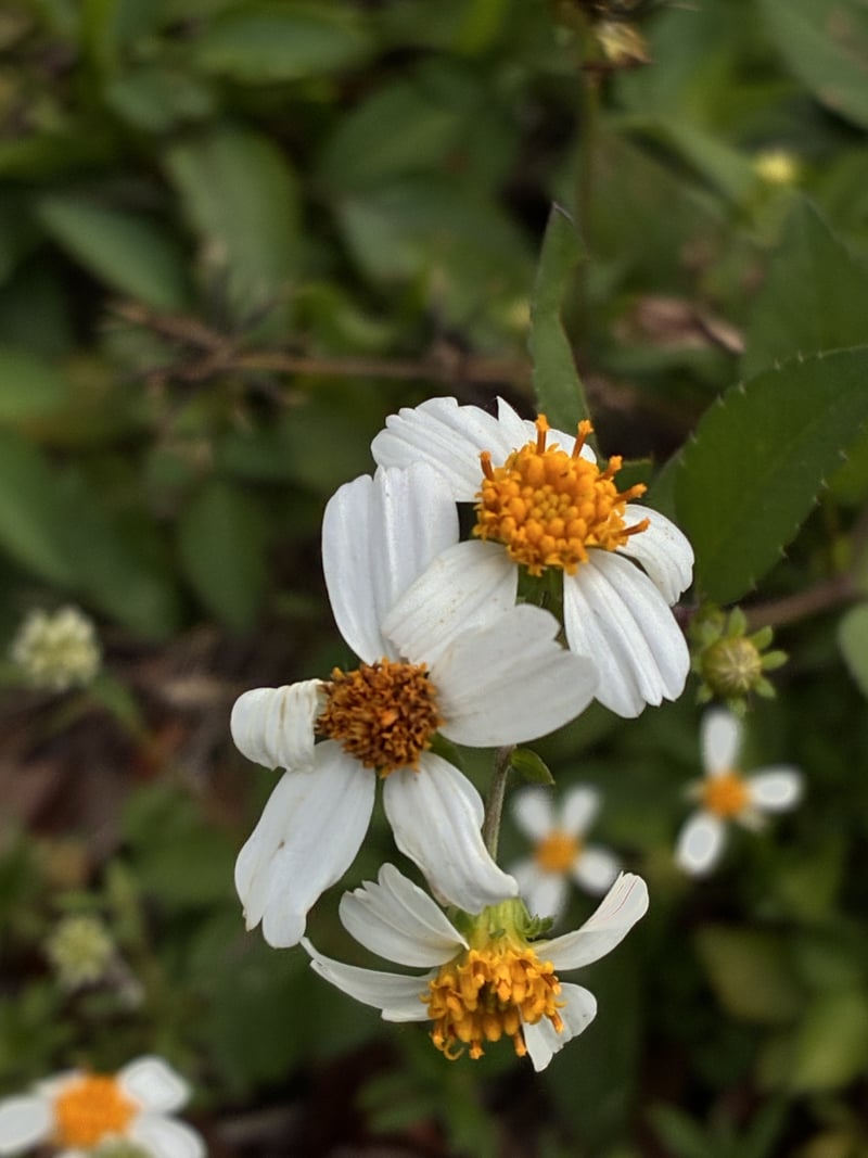 Snake Creek Trail Wildflowers