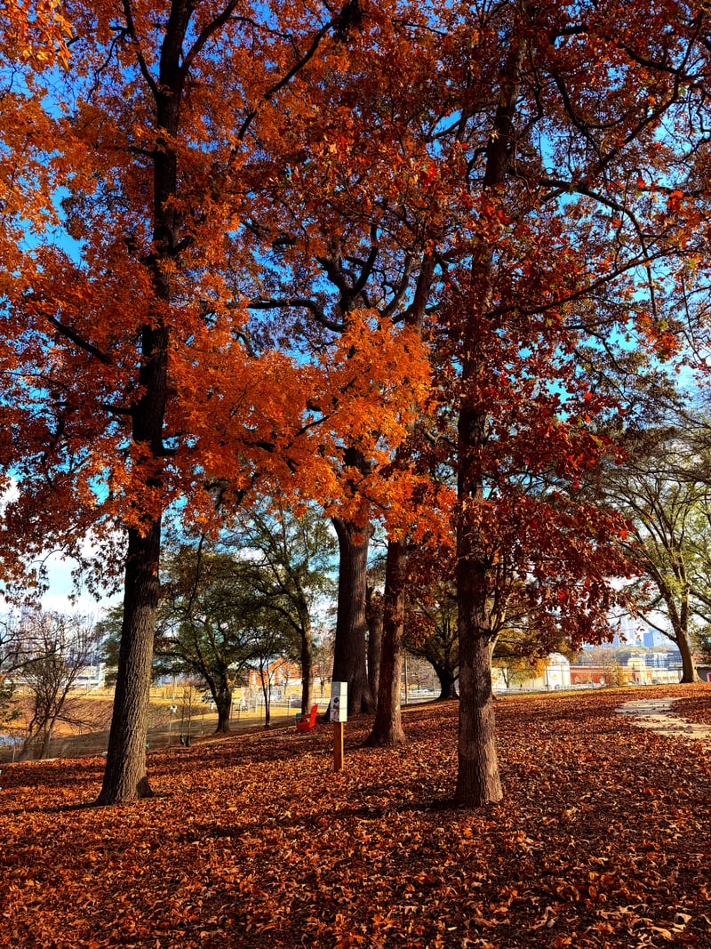 Westside Atlanta Autumn Grove