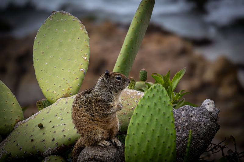 Heisler Park