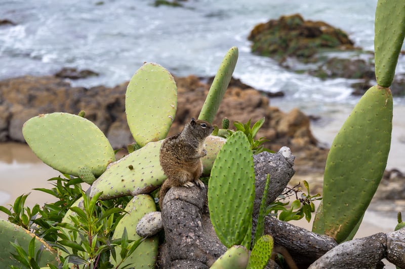 Heisler Park Cliffs
