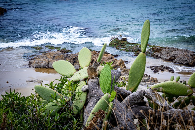 Heisler Park Coastal Overlook
