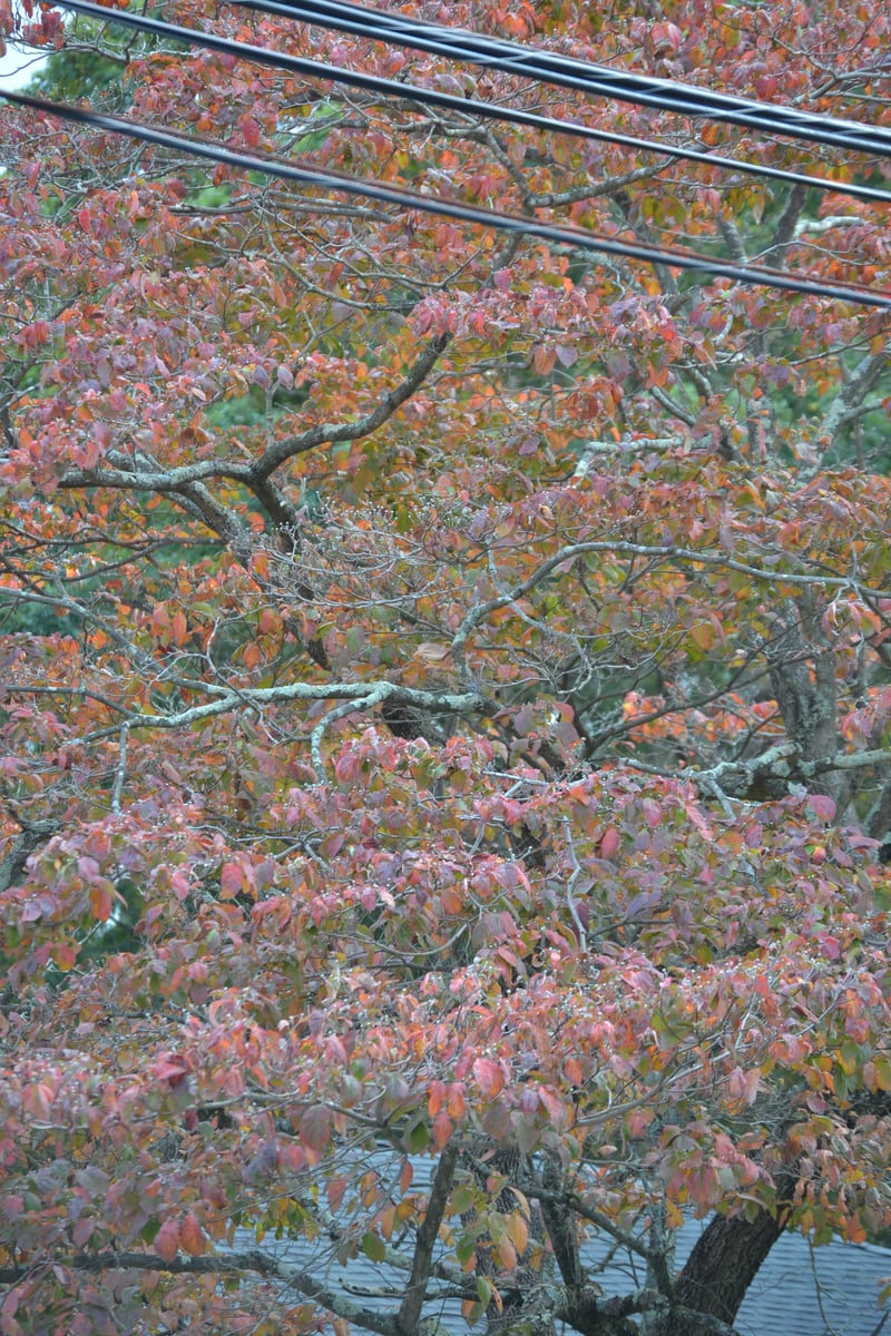 Suburban Autumn Canopy