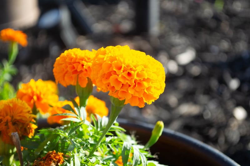 Sarasota Garden Marigolds