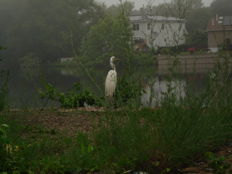 Bellmore Canal Waterfront