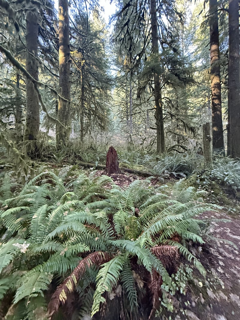 Silver Falls State Park